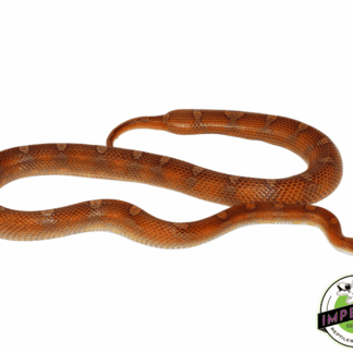 Hurricane Motley Corn Snake Adult Female (Pet Only! Needs a Diet!)