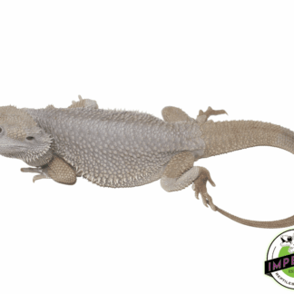 Zero Bearded Dragon Adult Male