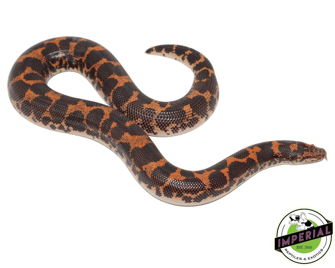 Kenyan Sand Boa Adult - Image 2