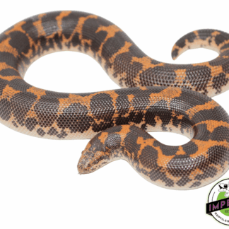 Kenyan Sand Boa Adult