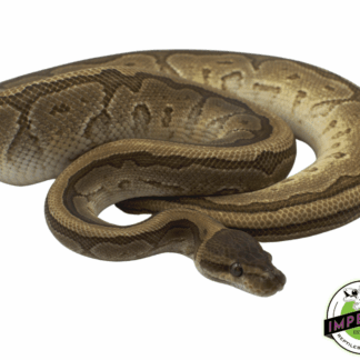 Jigsaw Ball Python Adult