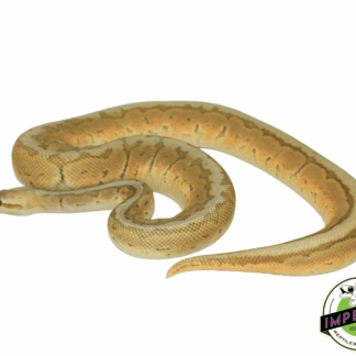 Lemonblast Enchi Pewter Ghost Ball Python Adult