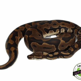 Leopard Ball Python Adult