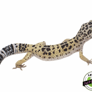 Leopard Gecko Adult