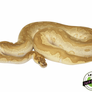 Clown Lesser Ball Python Adult