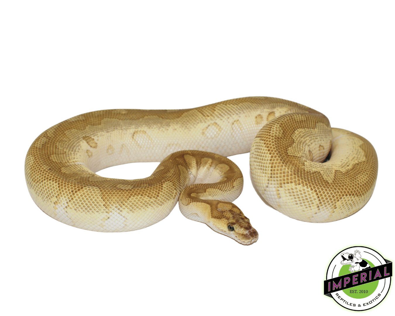 Clown Lesser Ball Python Adult - Image 2