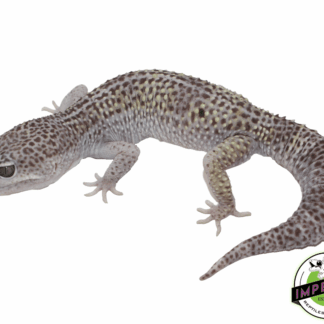 Mack Snow Jungle Leopard Gecko Adult