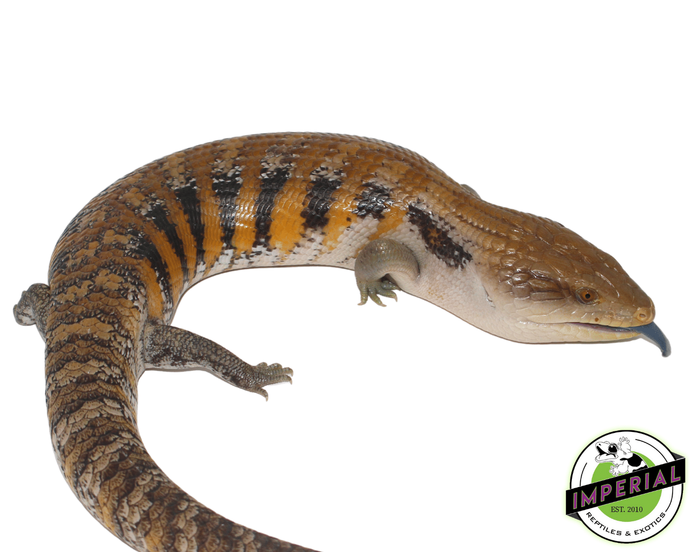 Northern Blue Tongue Skink Adult - Image 2