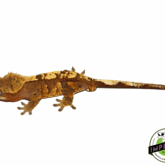 Dalmatian Crested Gecko Adult Male