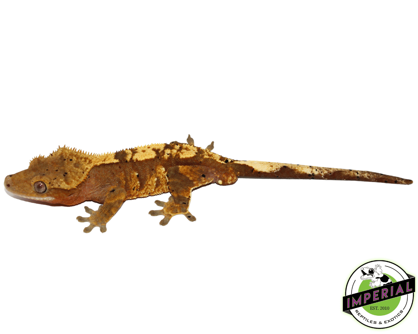 Dalmatian Crested Gecko Adult Male