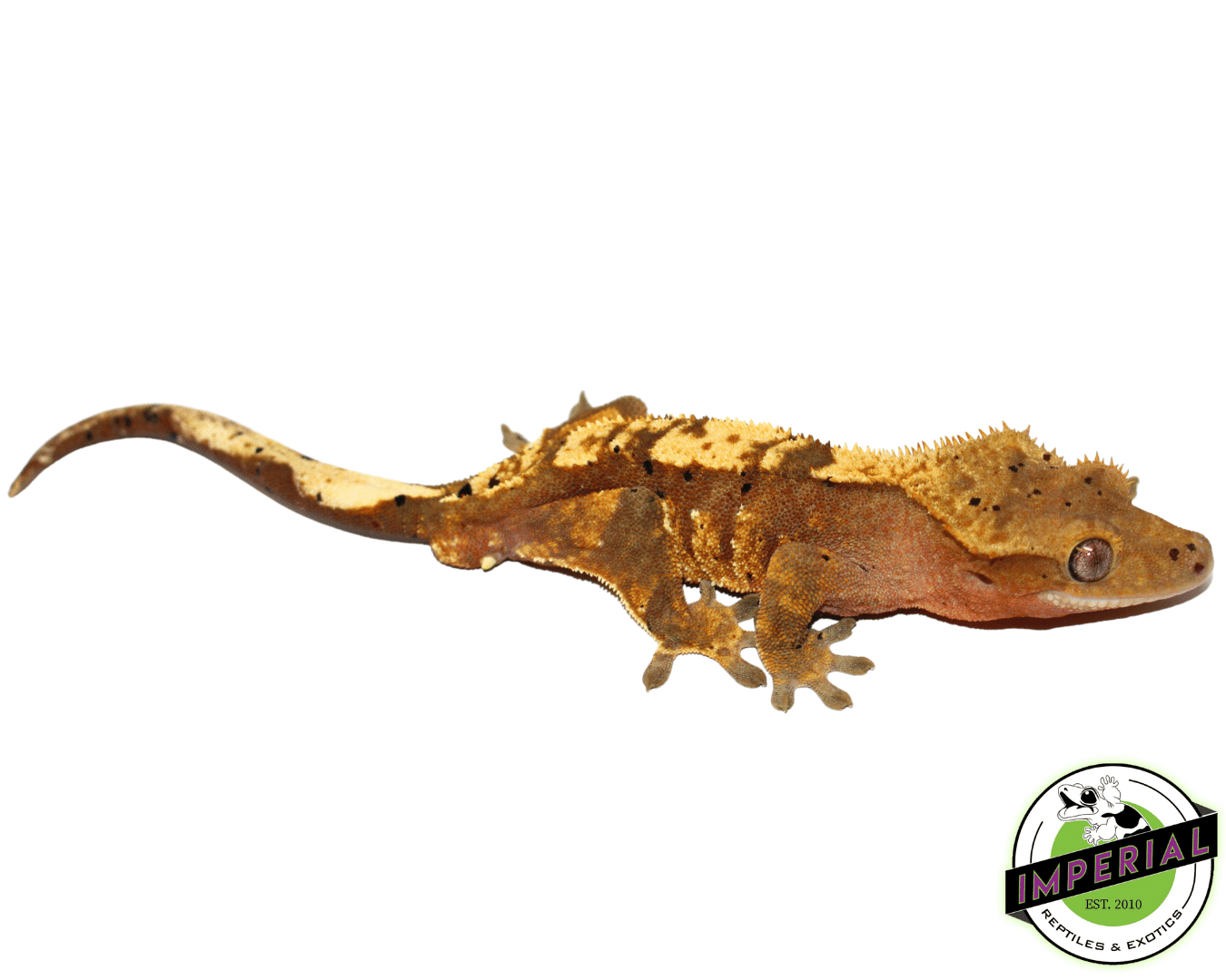 Dalmatian Crested Gecko Adult Male - Image 2