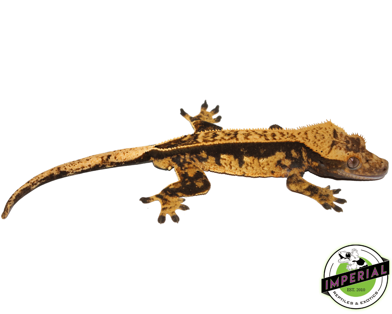 Pinstripe Crested Gecko Adult Male - Image 2