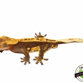 Pinstripe Crested Gecko Adult Male