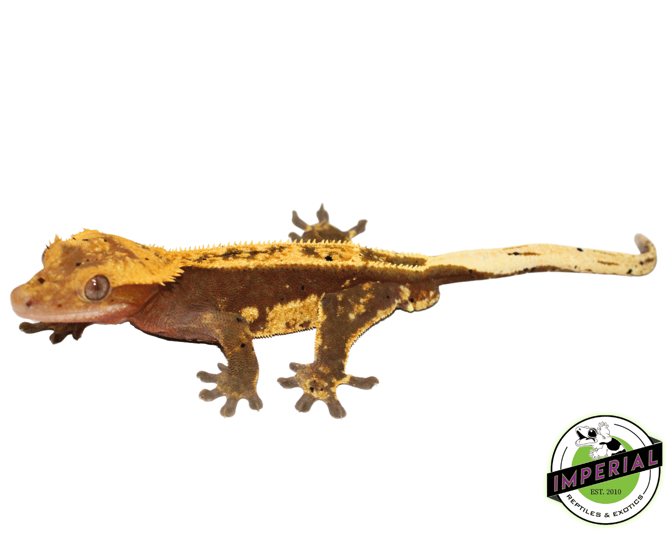 Pinstripe Crested Gecko Adult Male