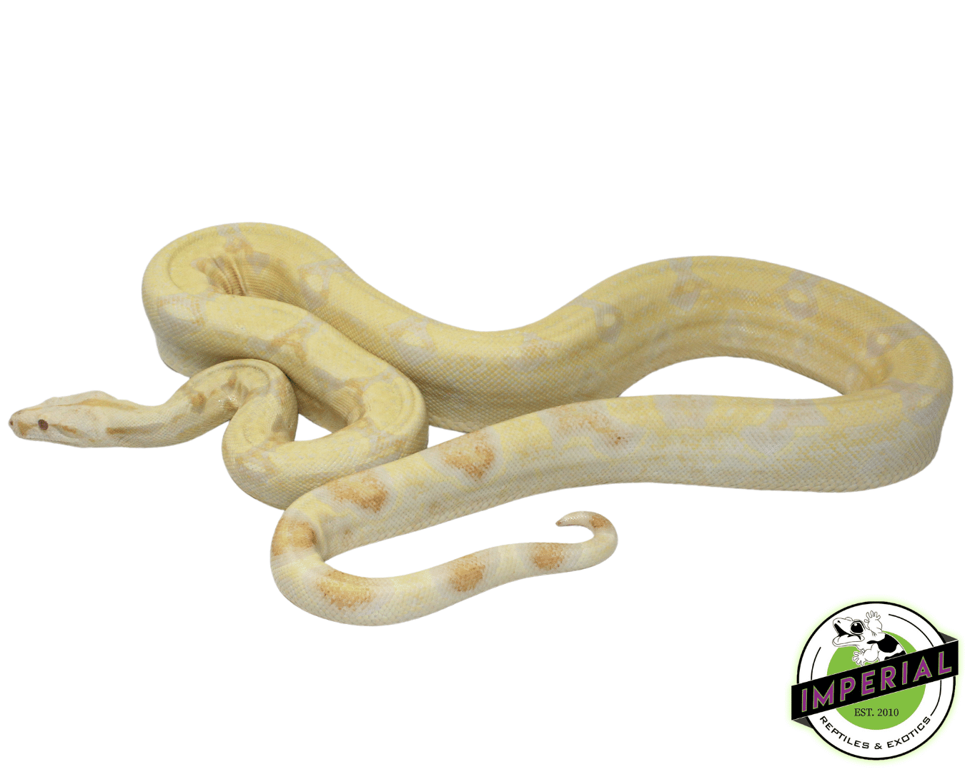 Albino Colombian Red Tail Boa Adult - Image 2