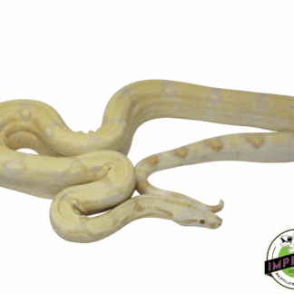 Albino Colombian Red Tail Boa Adult