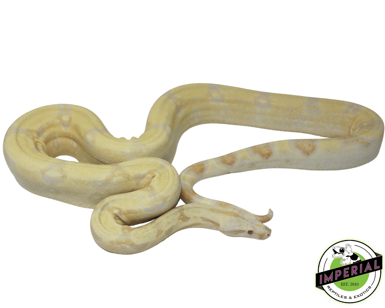 Albino Colombian Red Tail Boa Adult