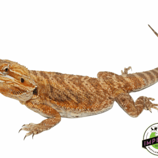 Orange Bearded Dragon Adult