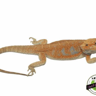 Orange Hypo Bearded Dragon Adult