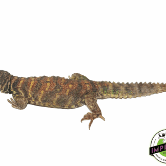 Ornate Uromastyx Adult