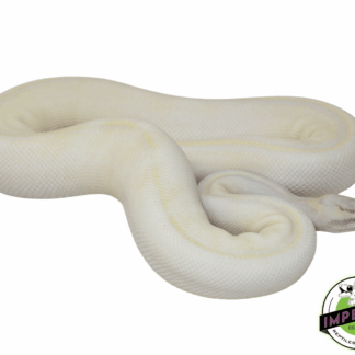 Pastel Ivory Ball Python Adult