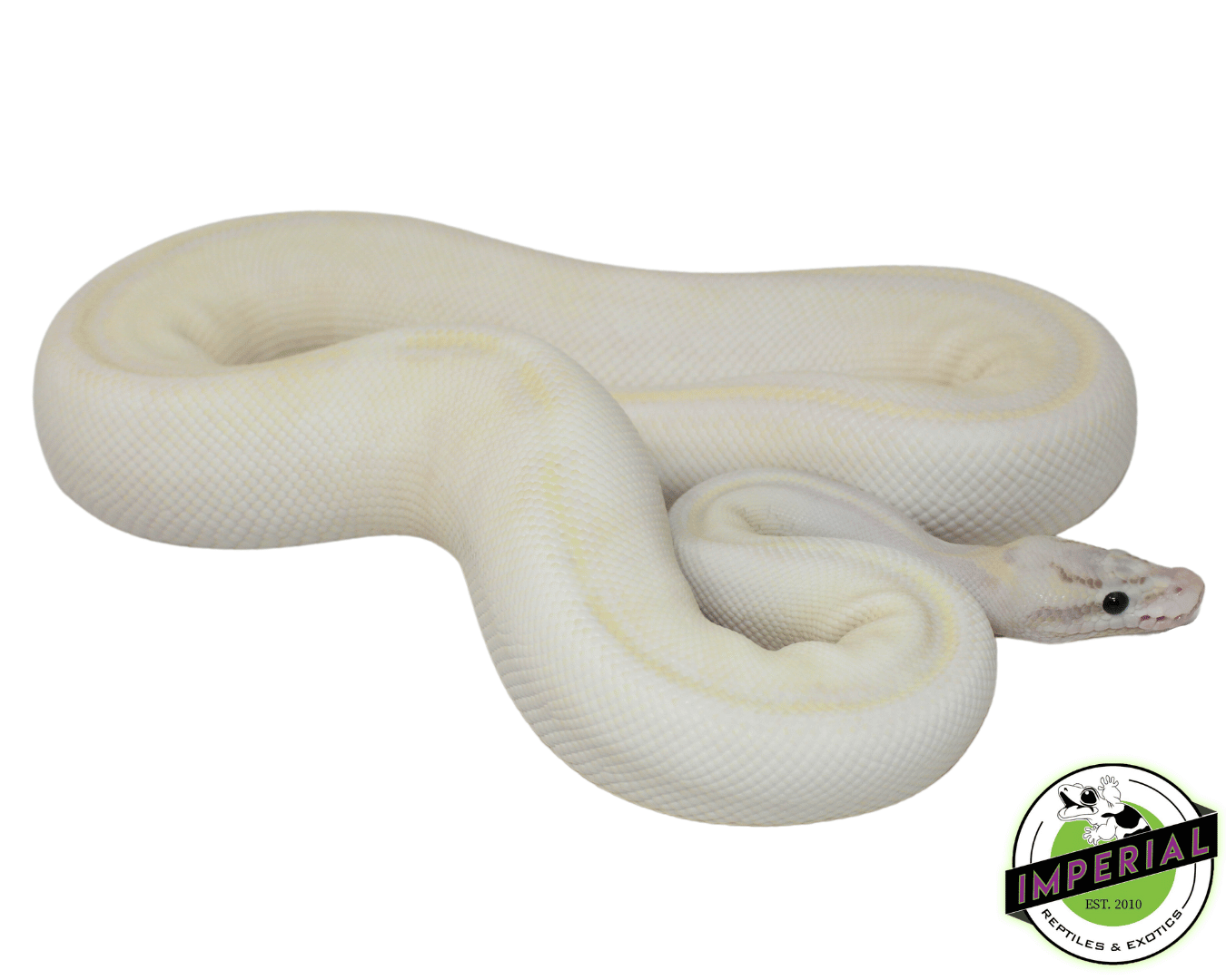 Pastel Ivory Ball Python Adult