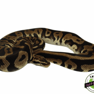 Citrus Leopard Ball Python Adult
