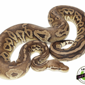 Pewter Adult Ball Python