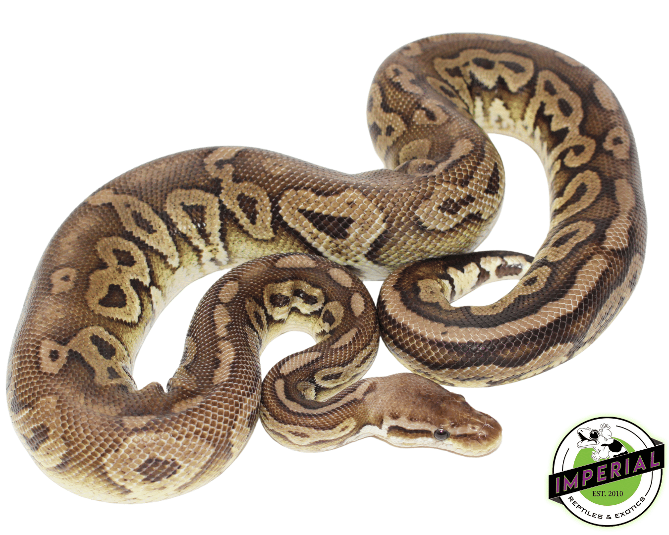 Pewter Adult Ball Python