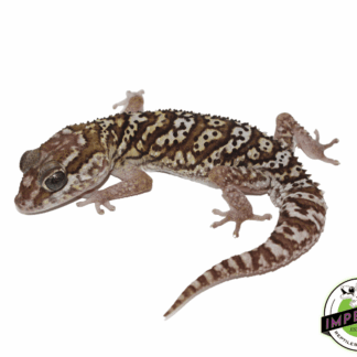 Pictus Gecko Adult