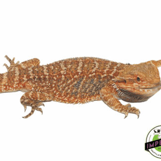 Red Bearded Dragon Sub Adult