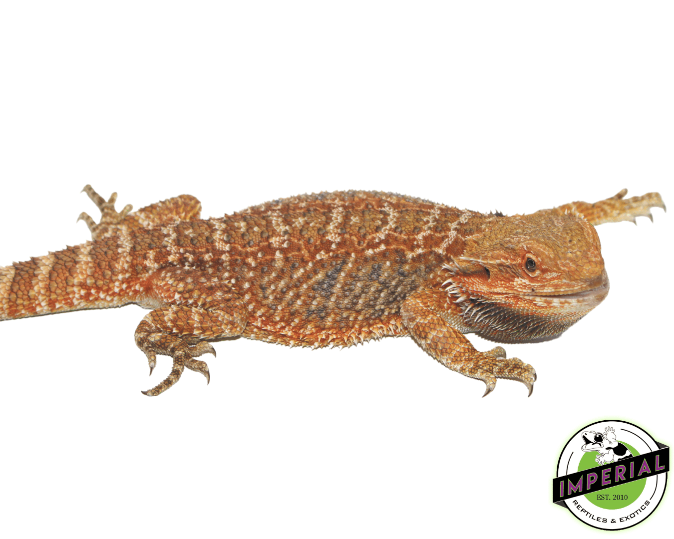 Red Bearded Dragon Sub Adult