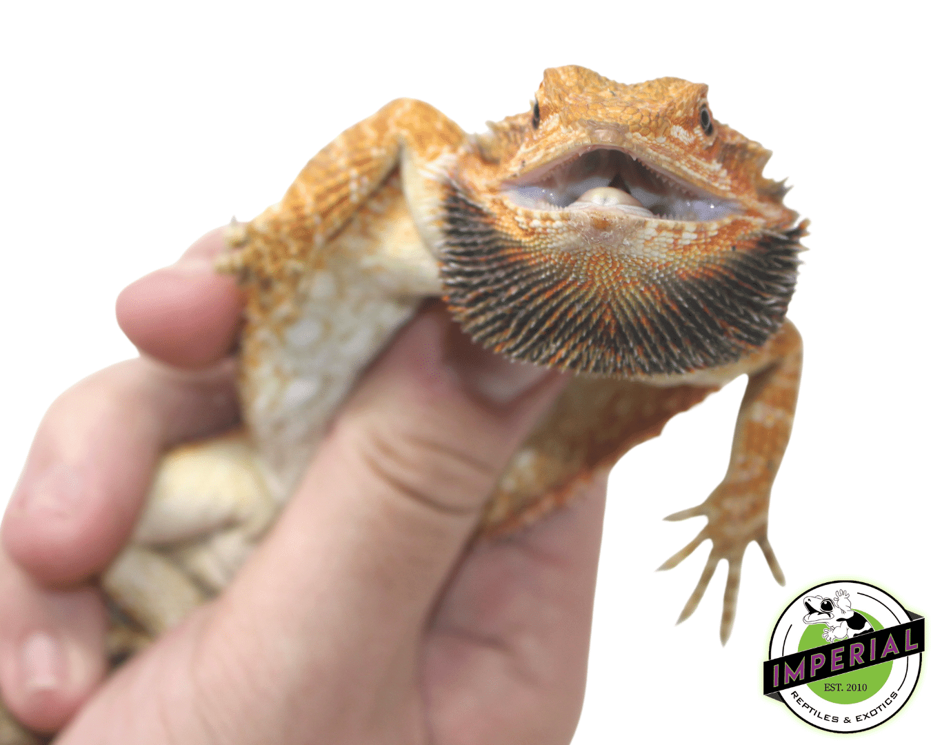 Red Bearded Dragon Sub Adult - Image 3