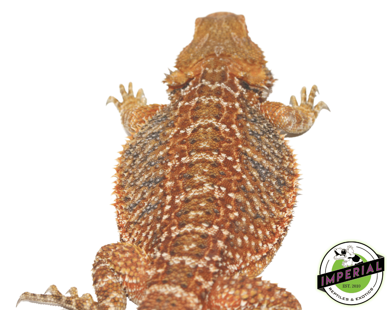 Red Bearded Dragon Sub Adult - Image 2