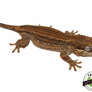 Red Gargoyle Gecko Adult Male