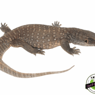 Savannah Monitor
