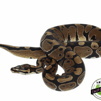 Scaleless Head Ball Python Adult