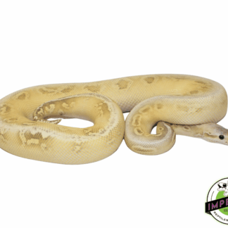 Silverstreak Ghost Ball Python Adult