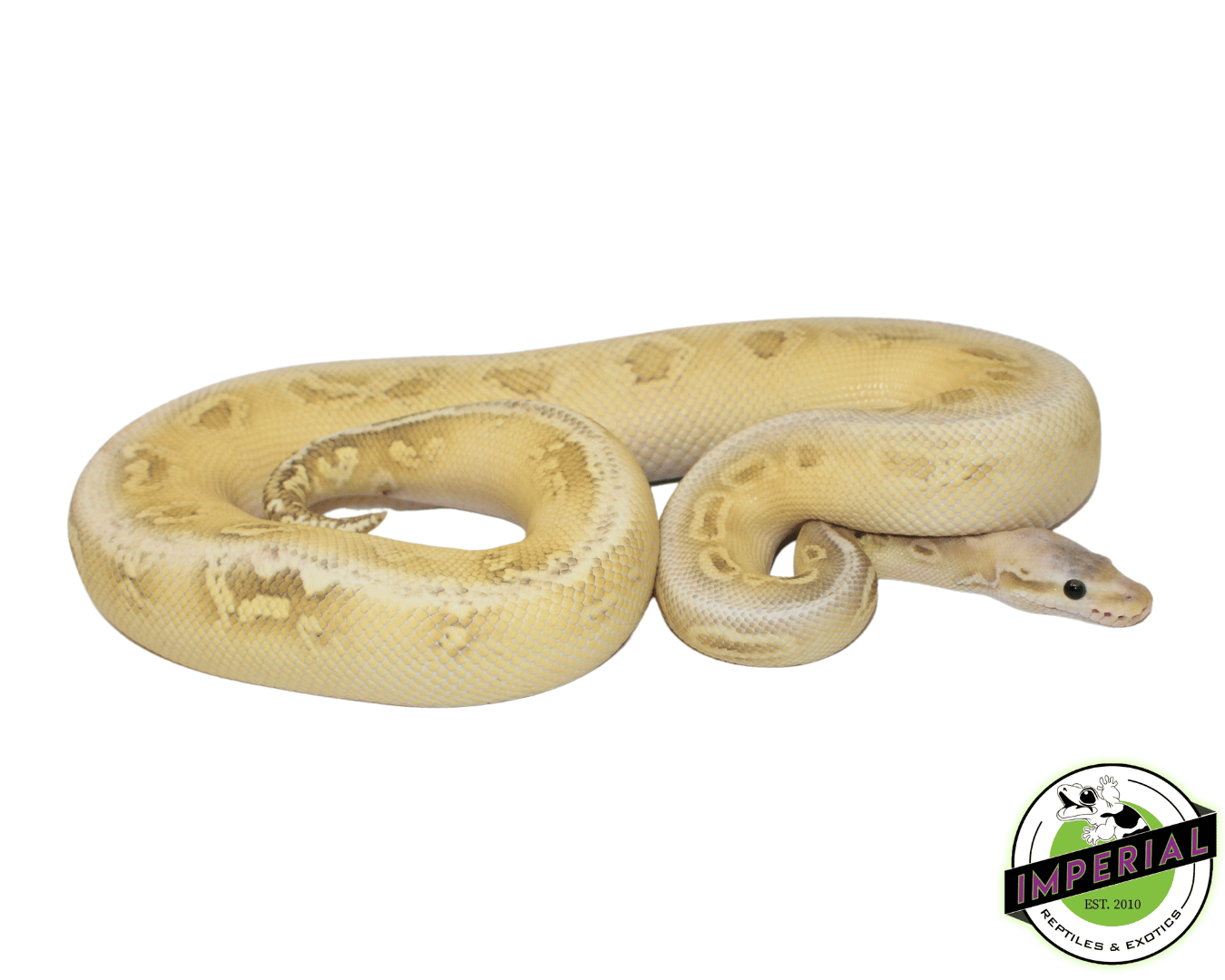 Silverstreak Ghost Ball Python Adult