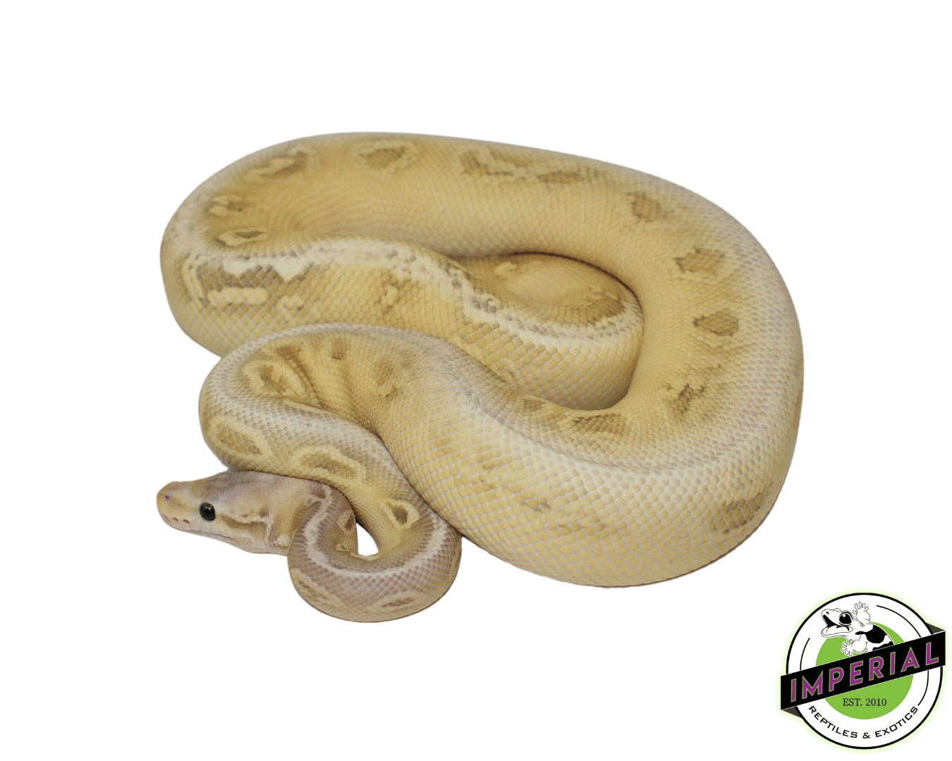 Silverstreak Ghost Ball Python Adult - Image 2