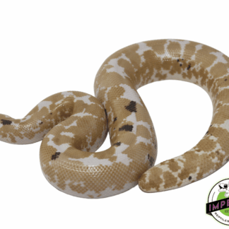 Paradox Snow Kenyan Sand Boa Adult