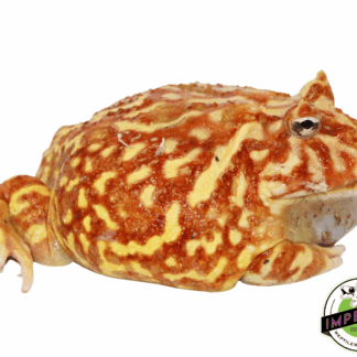 Strawberry Pacman Frog Adult Male #2