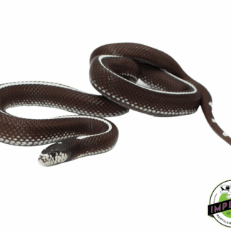 Desert Stripe California Kingsnake Adult