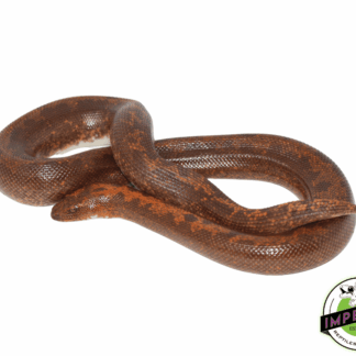 Striped Kenyan Sand Boa Adult