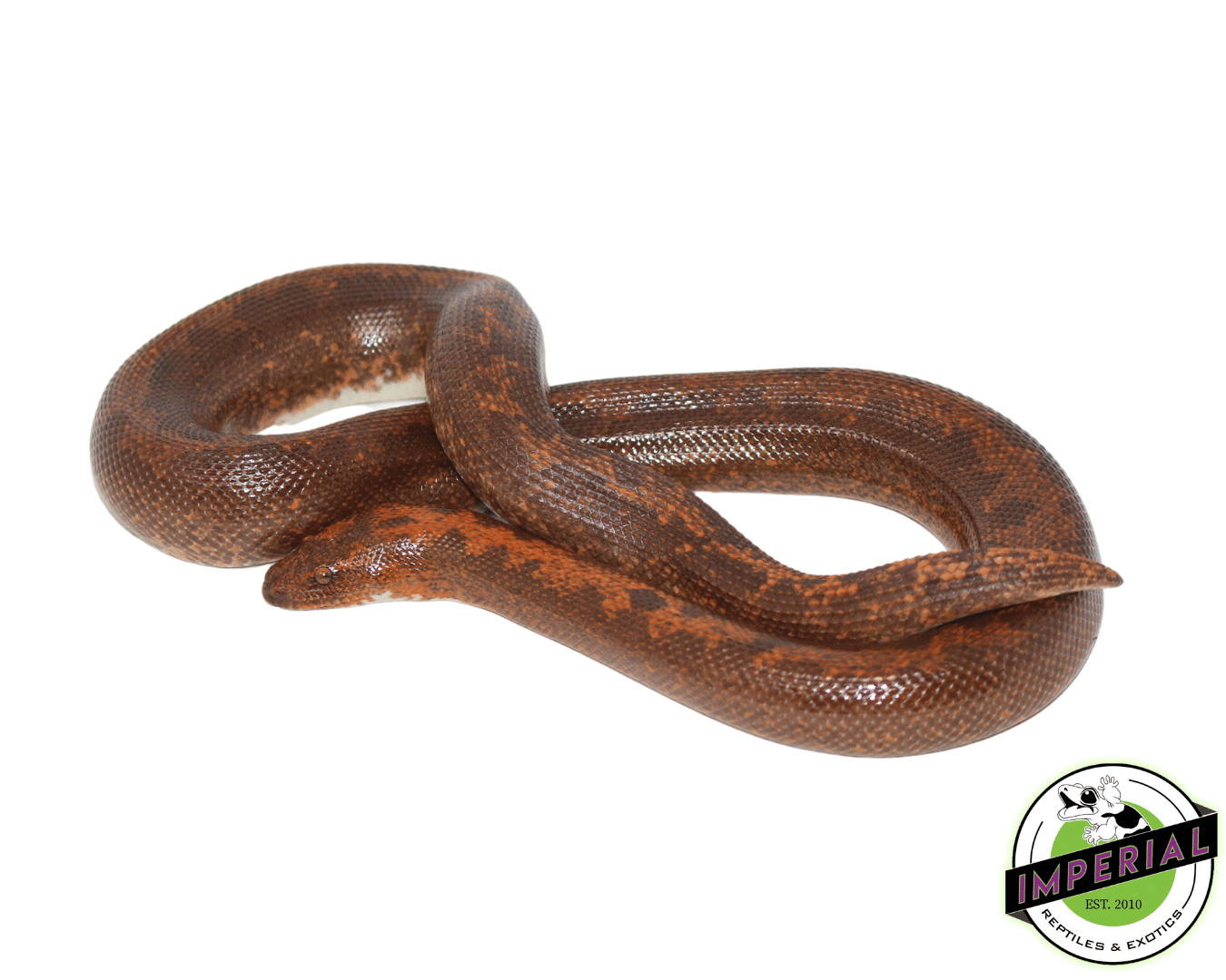 Striped Kenyan Sand Boa Adult