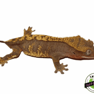 Crested Gecko Adult Female