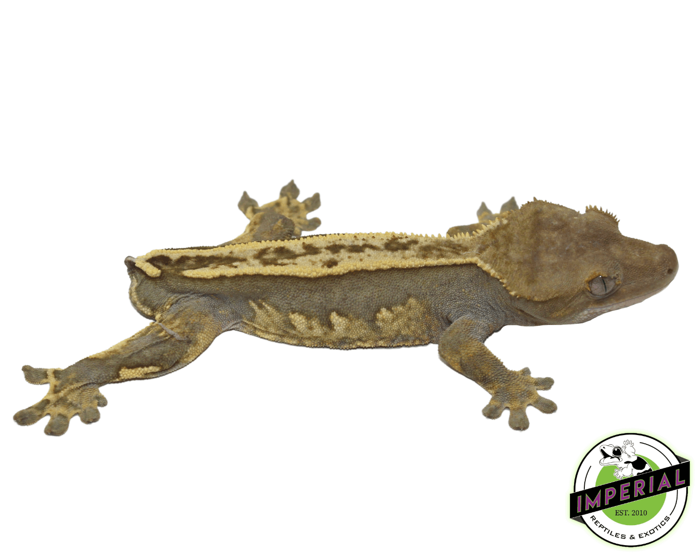 Pinstripe Crested Gecko Young Adult Male - Image 2