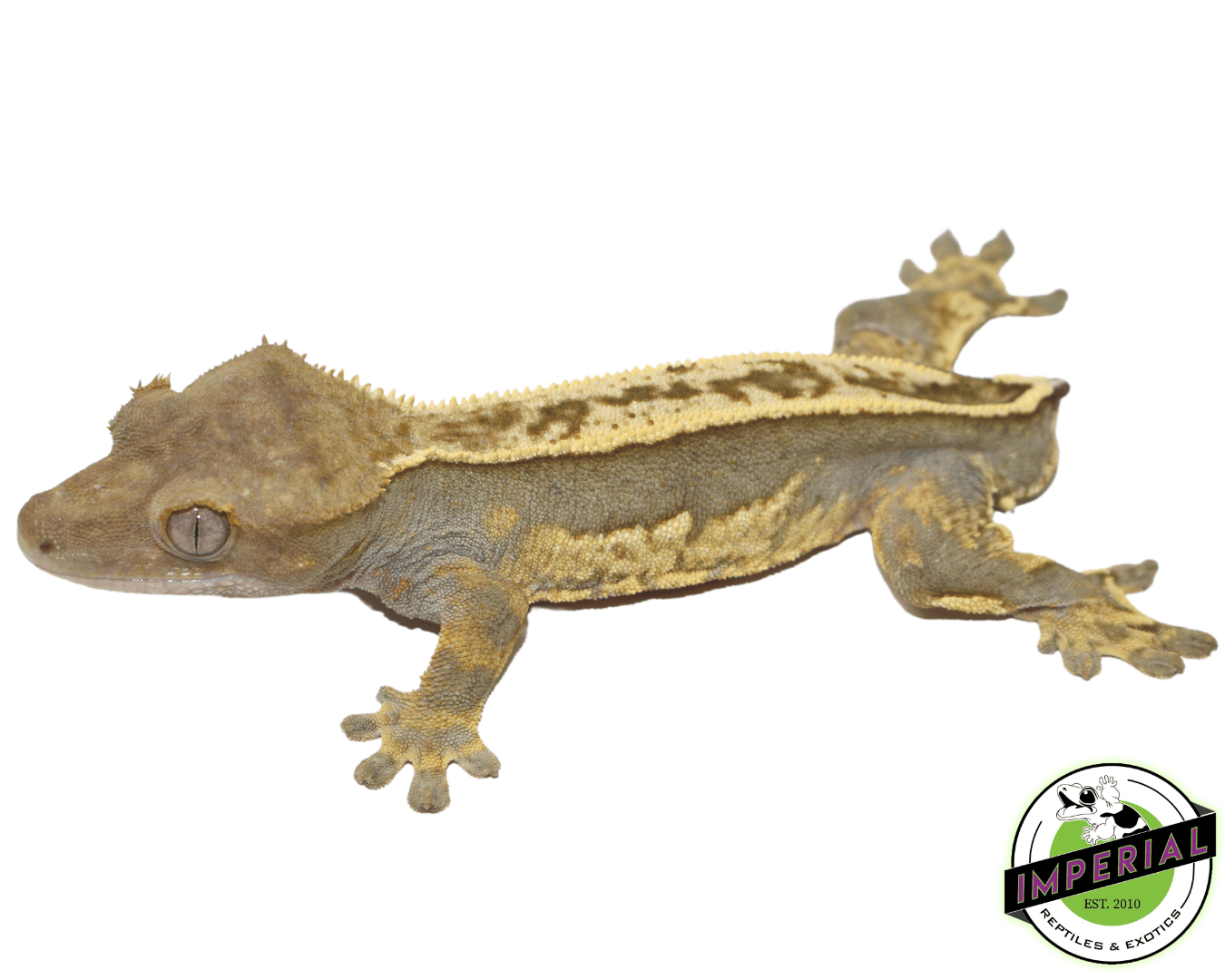 Pinstripe Crested Gecko Young Adult Male