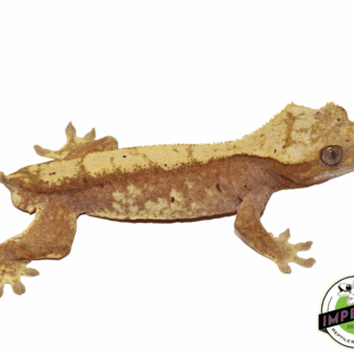 Red Crested Gecko Young Adult Male