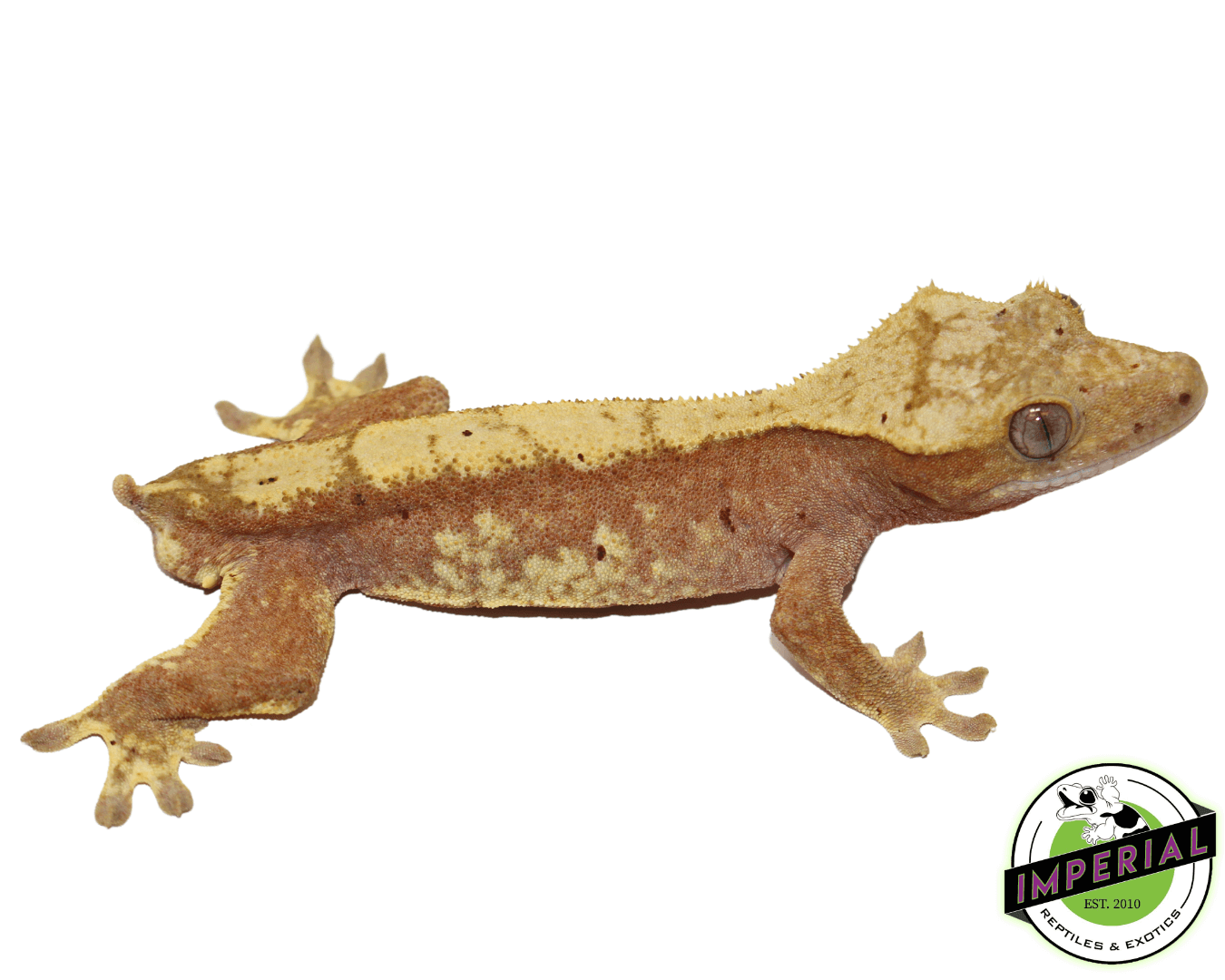 Red Crested Gecko Young Adult Male